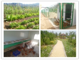 赤城南工区推进绿色种植生态养殖模式  实现降本增效
